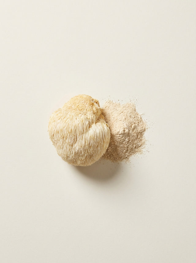 Lion's Mane (Fruiting Body and Mycelia)