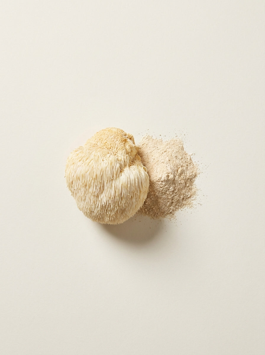 Lion's Mane (Fruiting Body and Mycelia)